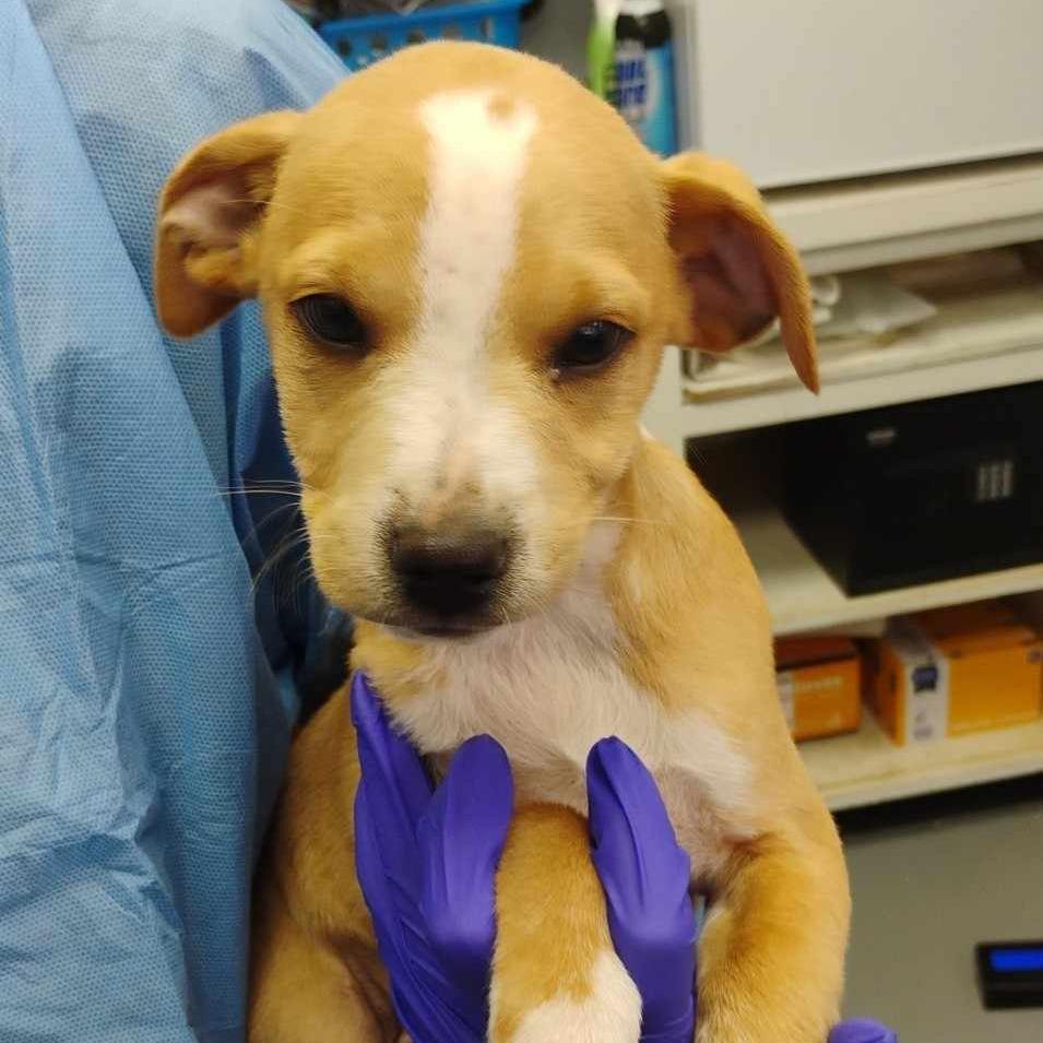 Enlarge Ferris Bueller, a Adoptable Mixed Breed in Duncan, OK image 1/6