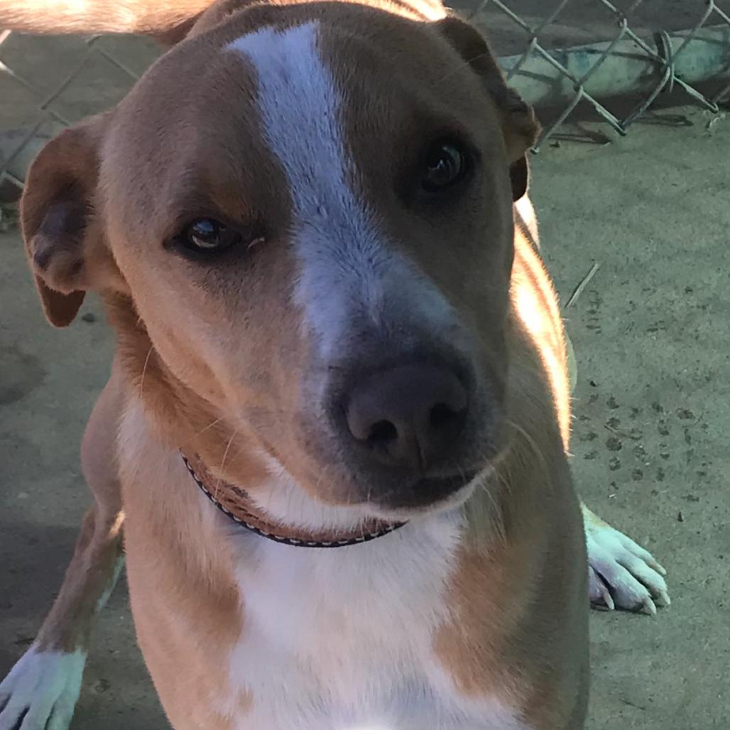 Enlarge Ferris Bueller, a Adoptable Mixed Breed in Duncan, OK image 2/6