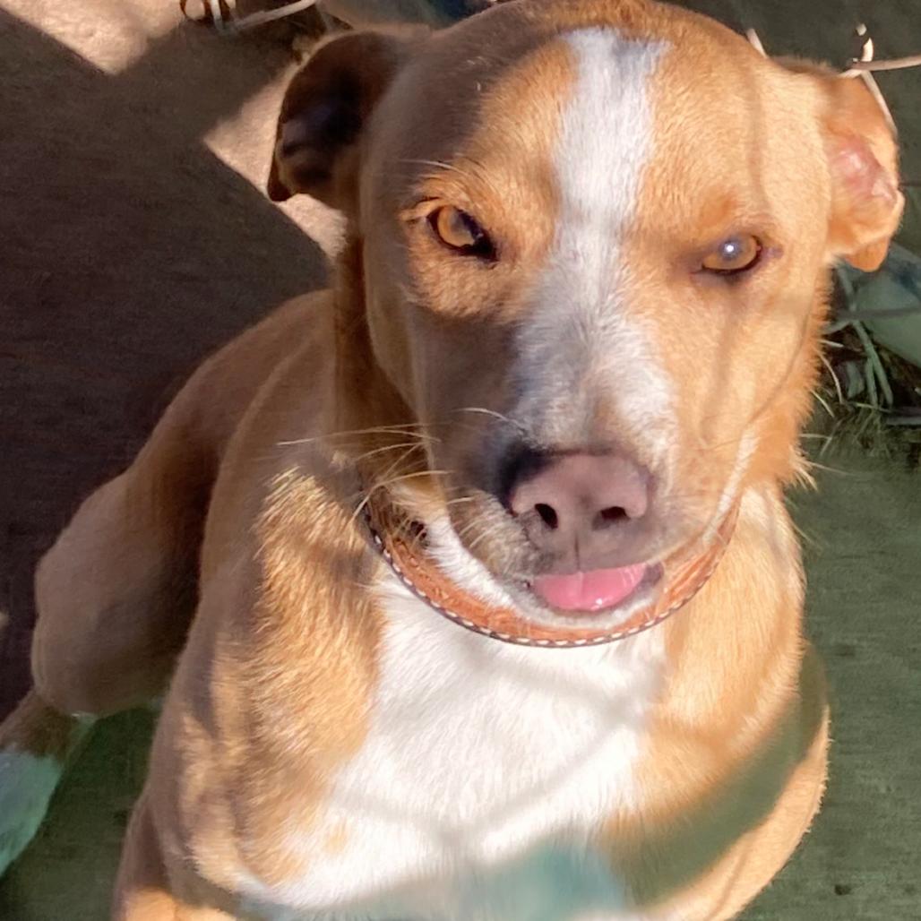 Enlarge Ferris Bueller, a Adoptable Mixed Breed in Duncan, OK image 3/6