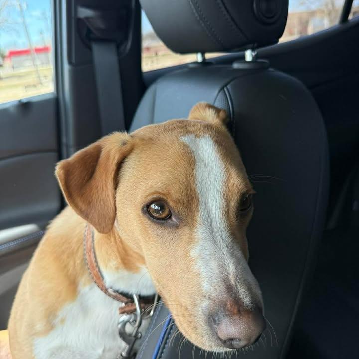 Enlarge Ferris Bueller, a Adoptable Mixed Breed in Duncan, OK image 4/6