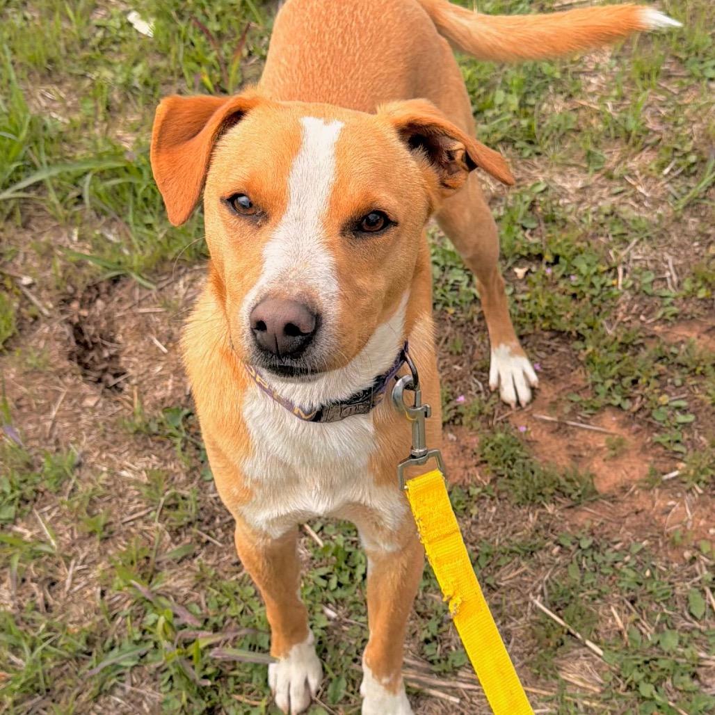 Enlarge Ferris Bueller, a Adoptable Mixed Breed in Duncan, OK image 5/6