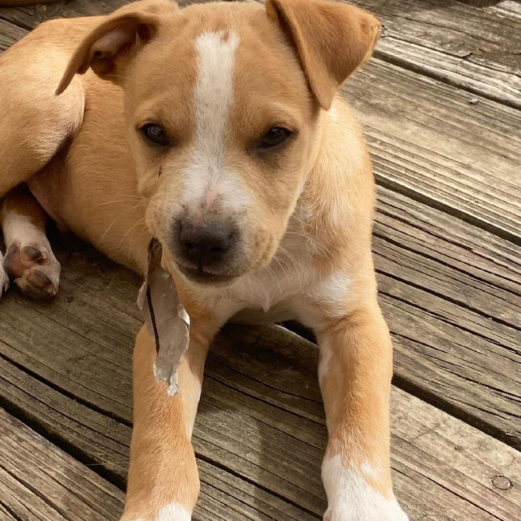 Enlarge Ferris Bueller, a Adoptable Mixed Breed in Duncan, OK image 6/6