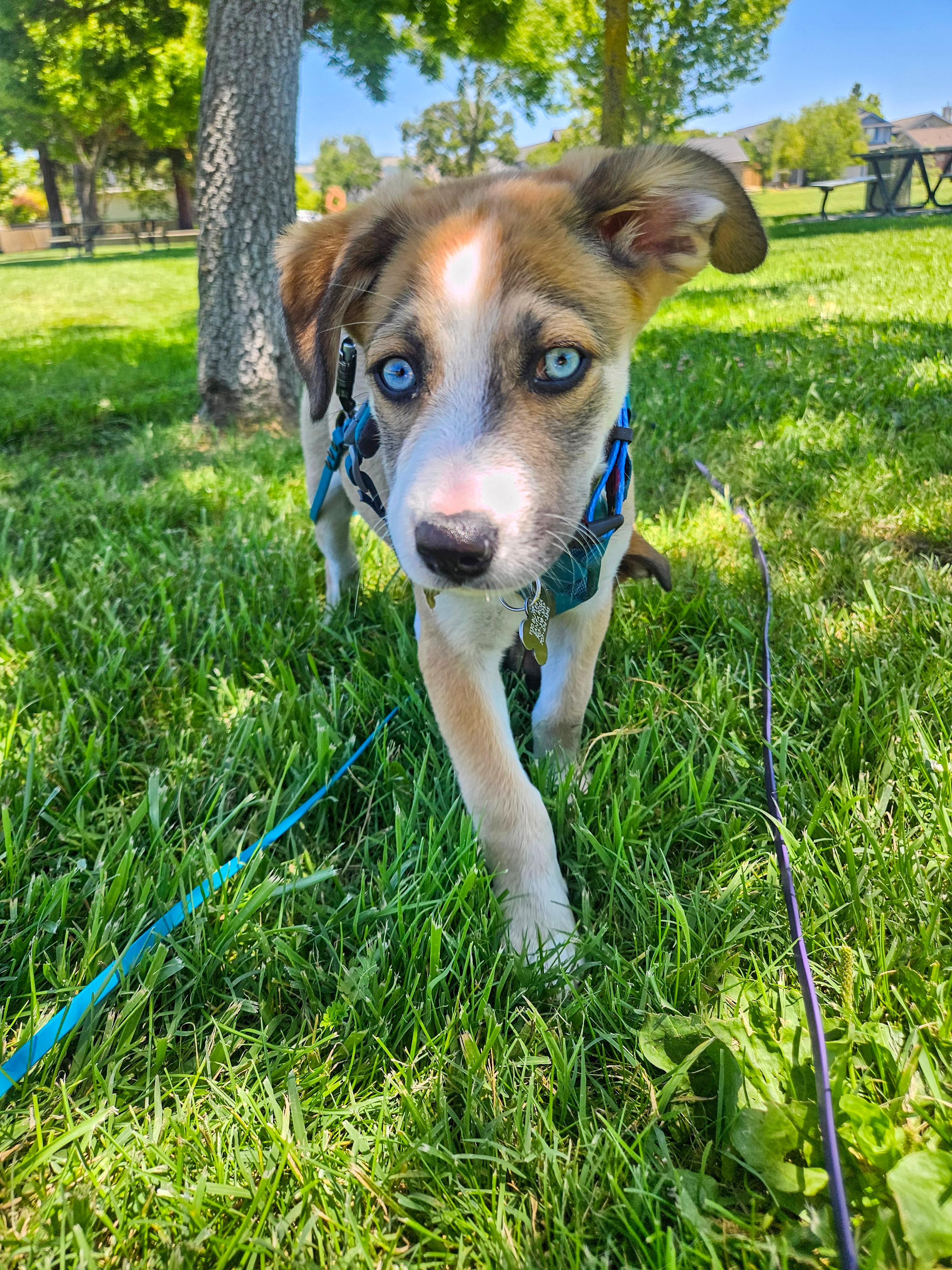 S'mores, adopted, Puppy Male Siberian Husky & Terrier.