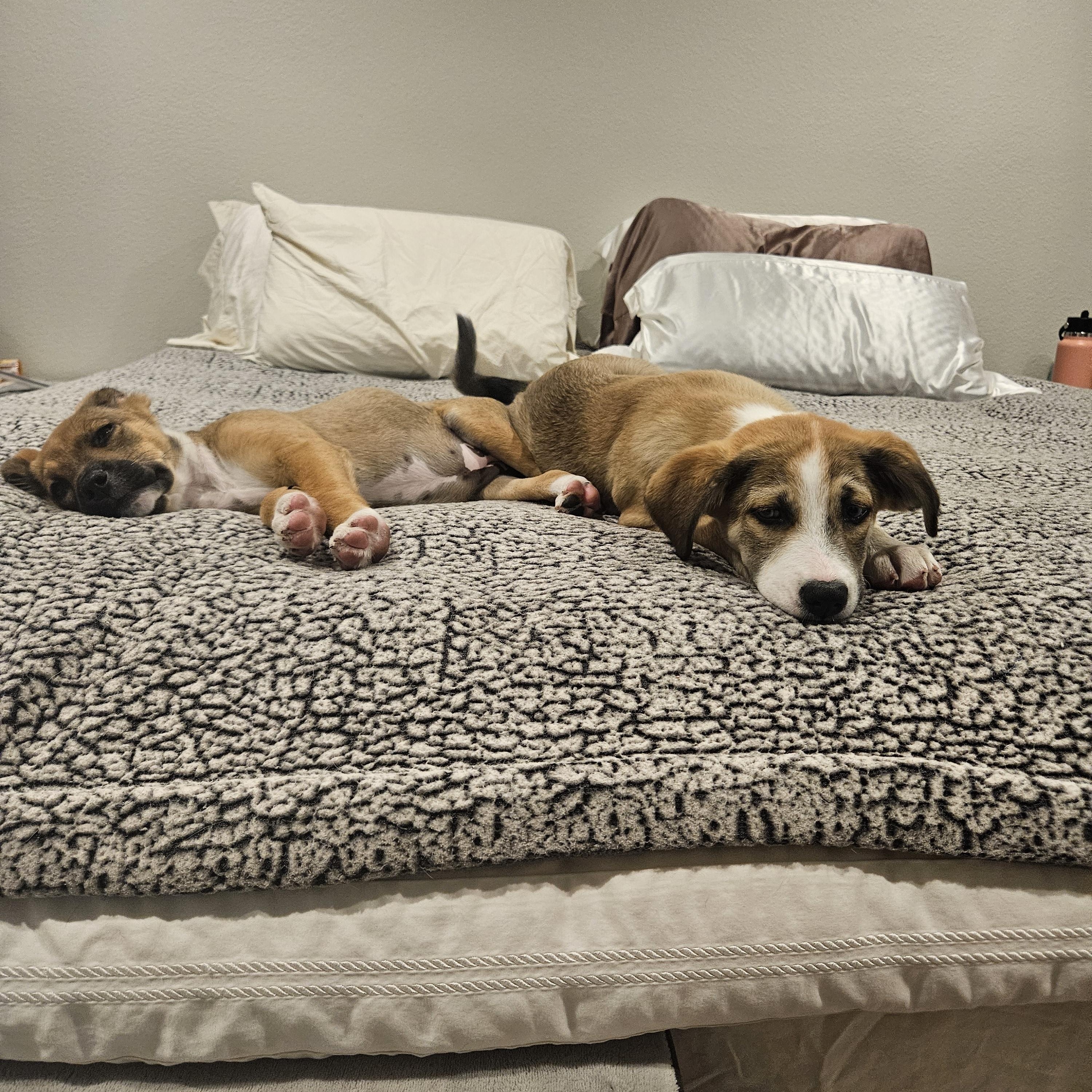 S'mores, an adopted mixed breed in Santa Rosa, CA image 5/6