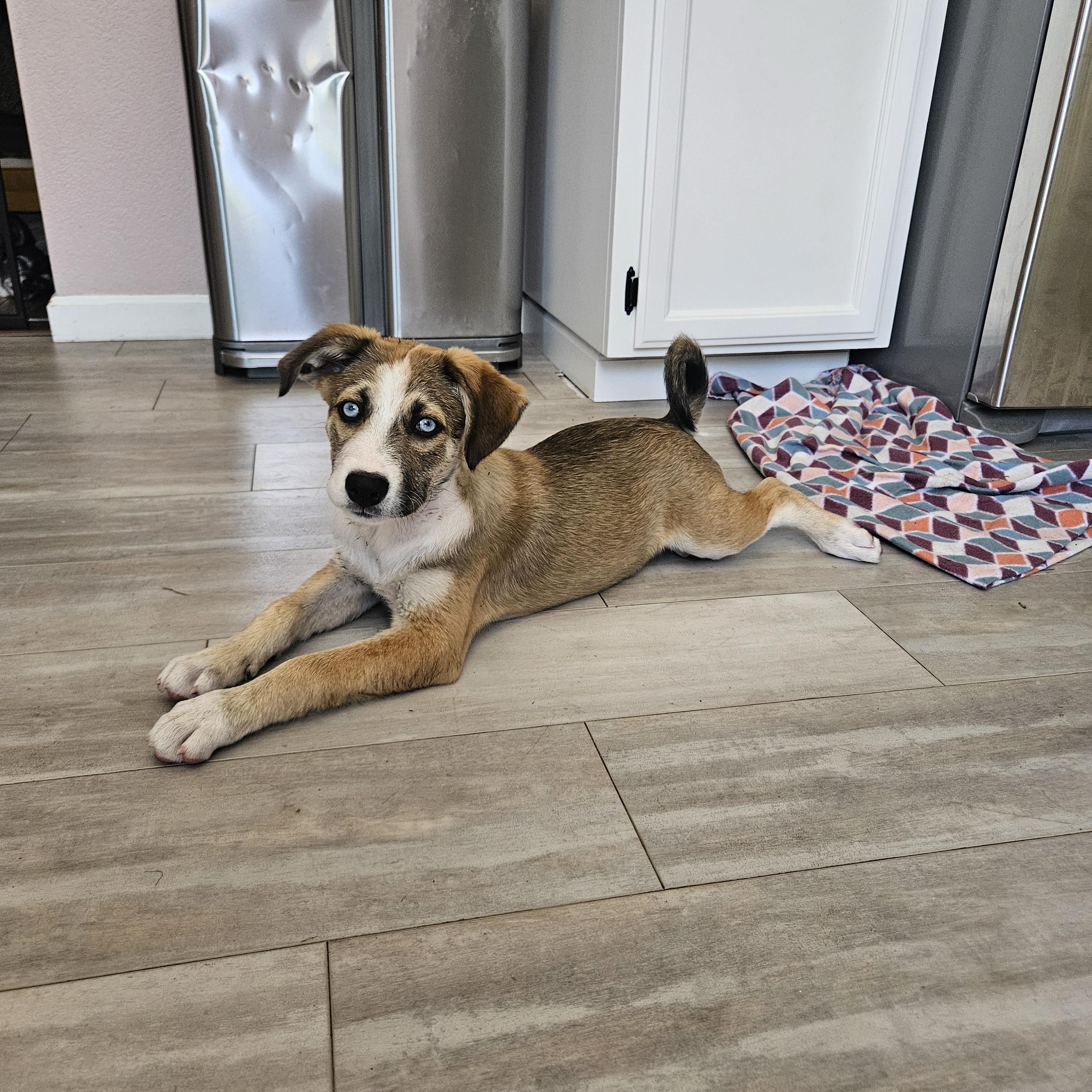 S'mores, an adopted mixed breed in Santa Rosa, CA image 2/6