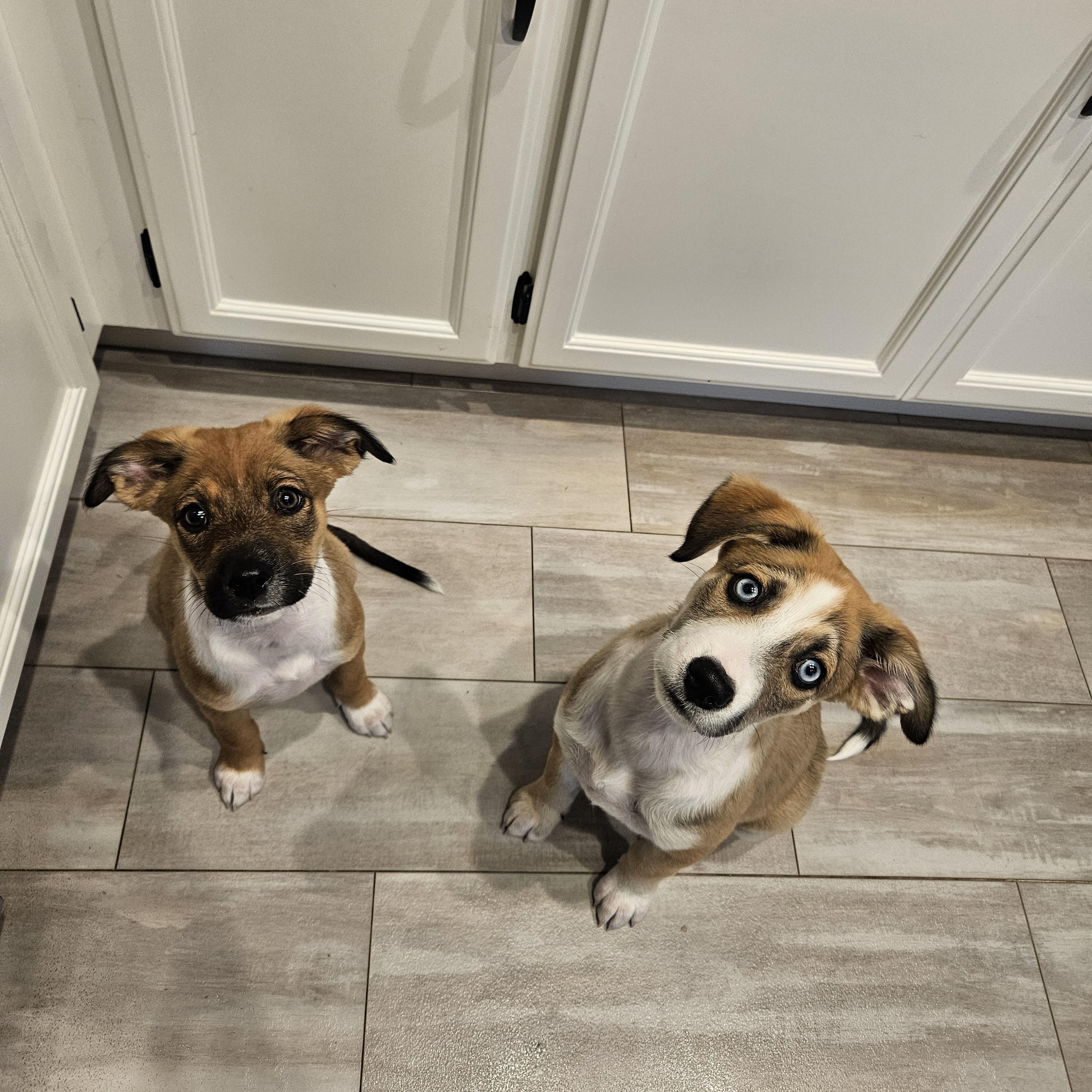 S'mores, an adopted mixed breed in Santa Rosa, CA image 4/6