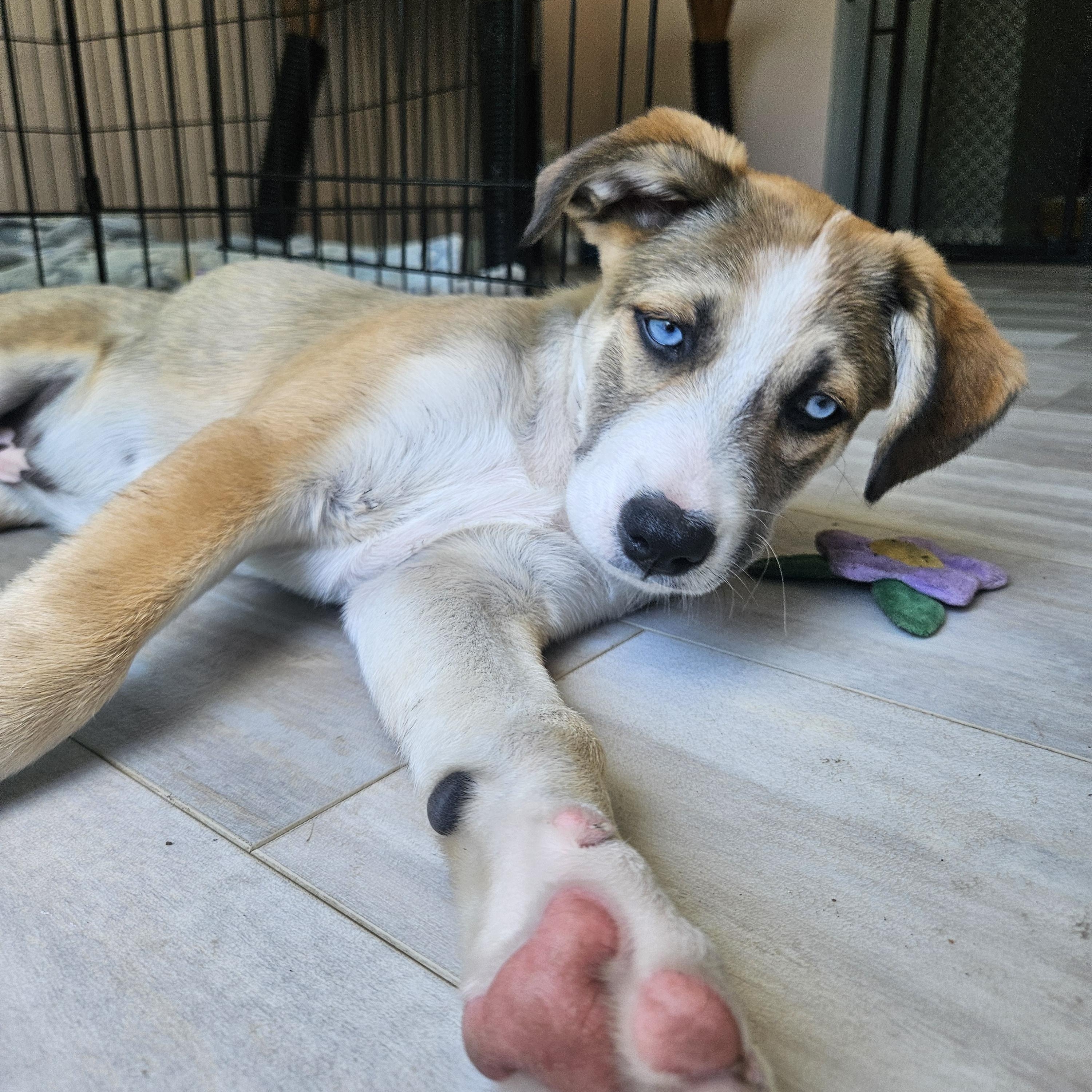 S'mores, an adopted mixed breed in Santa Rosa, CA image 3/6