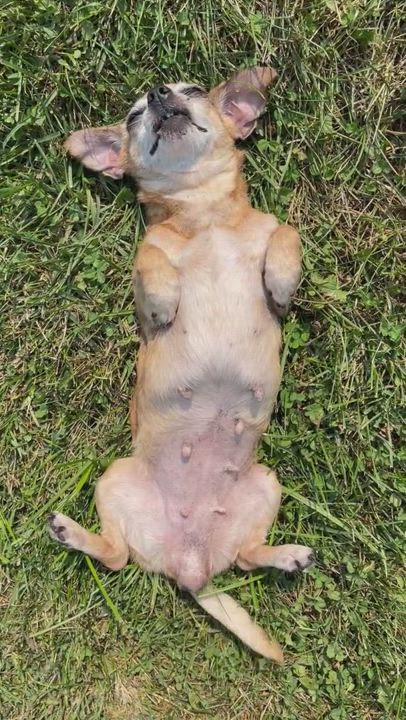 Enlarge Teeny, a Adopted Chihuahua in Godfrey, IL video 6/11