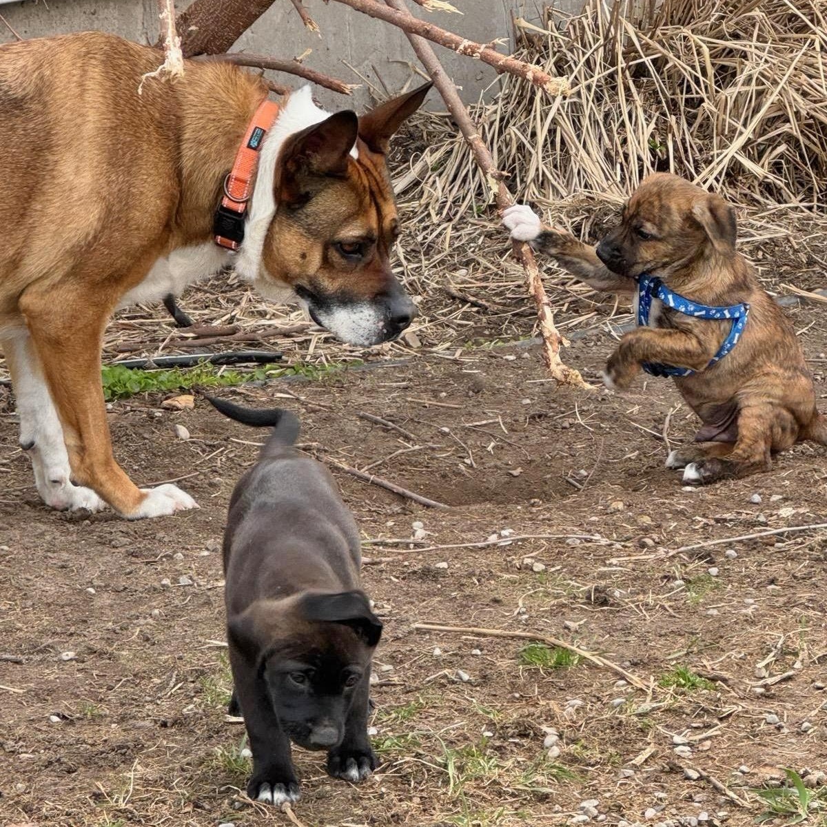Arla, Adult Female Akita