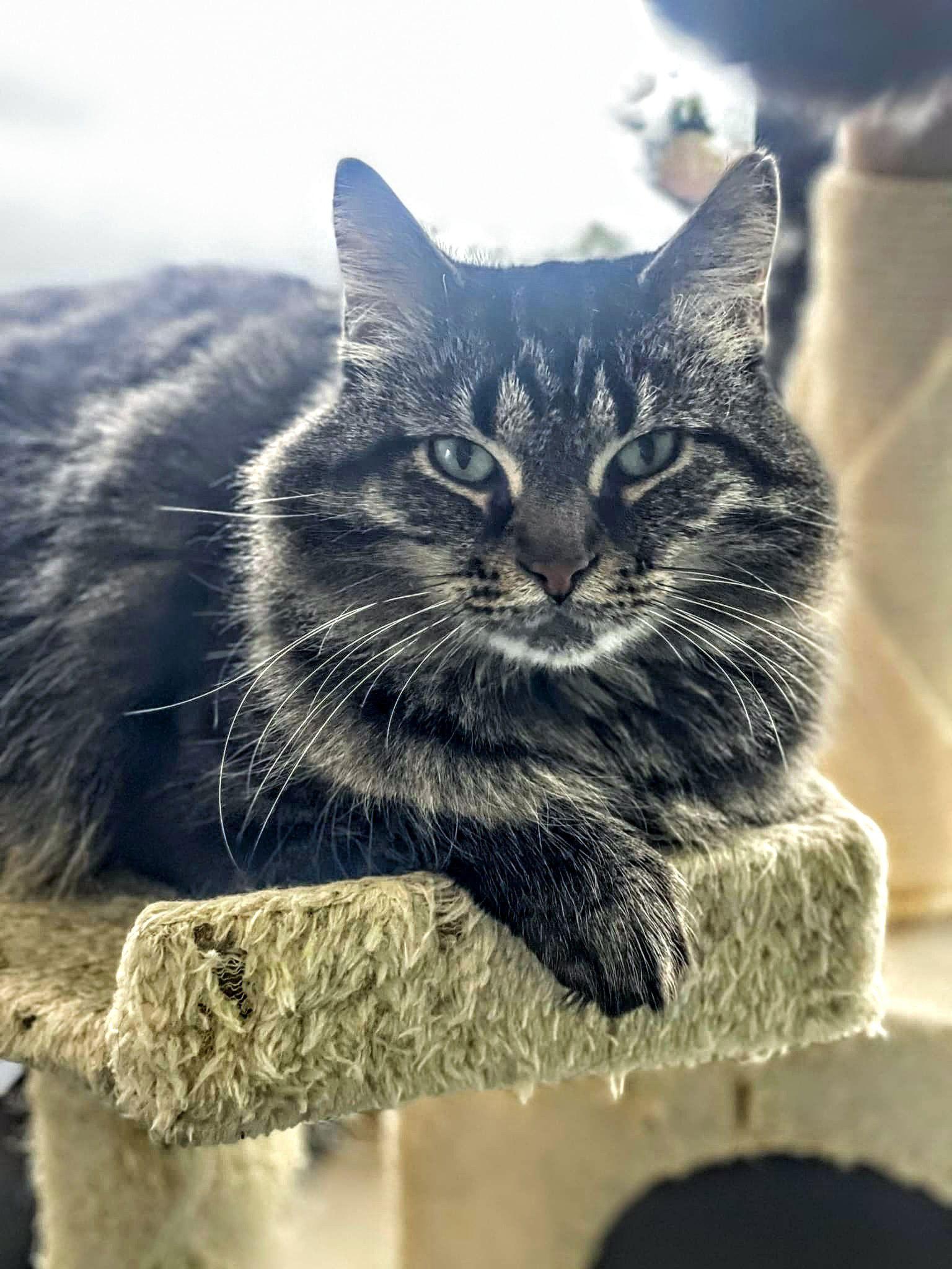 Lola, Adoptable, Adult Female Domestic Medium Hair & Tabby.