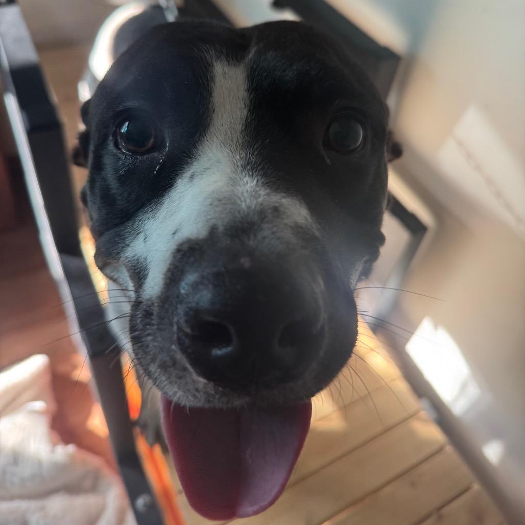 Enlarge L-49-25 Freddy, a Adoptable mixed breed in Watertown, NY image 1/6