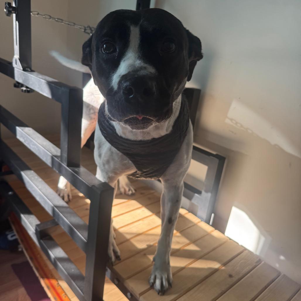 Enlarge L-49-25 Freddy, a Adoptable mixed breed in Watertown, NY image 3/6