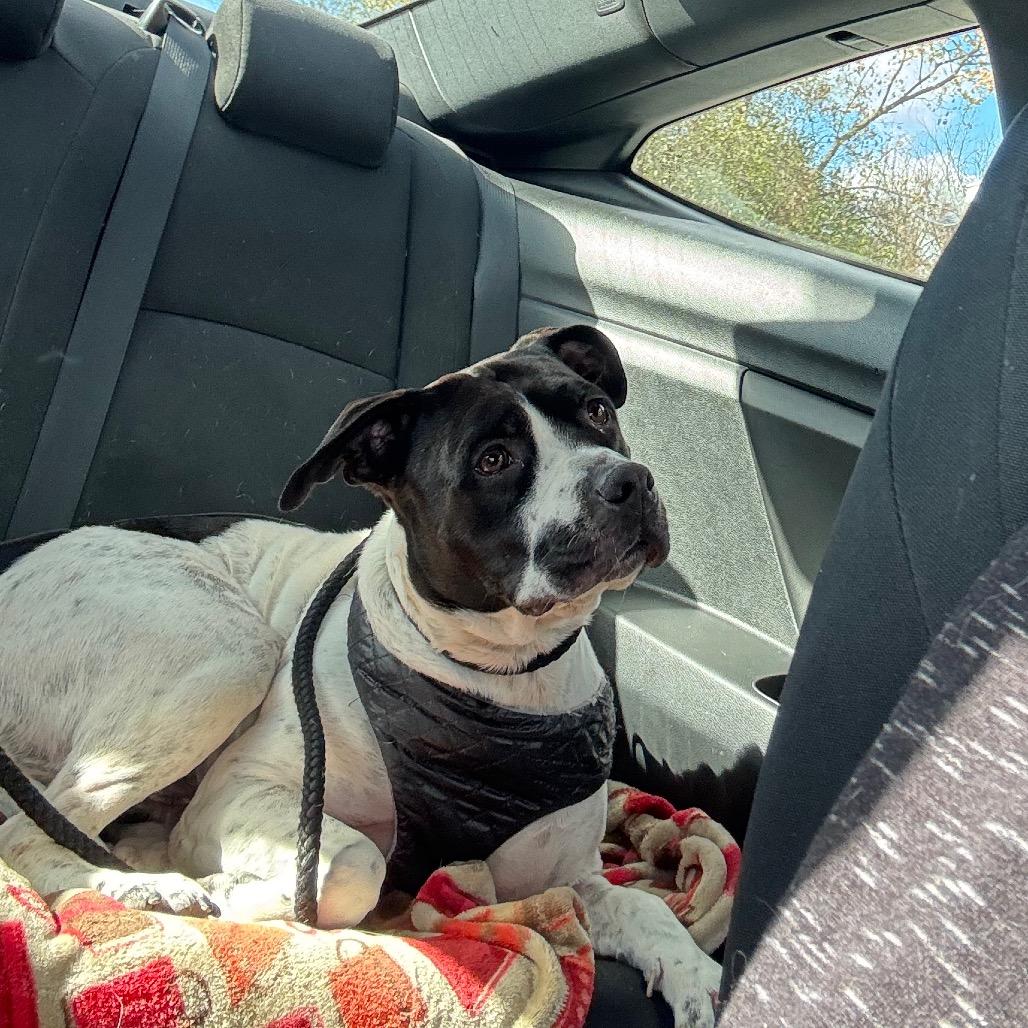 Enlarge L-49-25 Freddy, a Adoptable mixed breed in Watertown, NY image 4/6