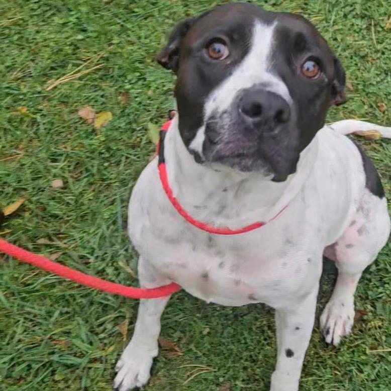 Enlarge L-49-25 Freddy, a Adoptable mixed breed in Watertown, NY image 5/6