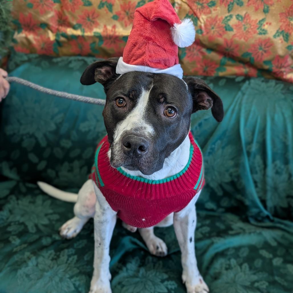 Enlarge L-49-25 Freddy, a Adoptable mixed breed in Watertown, NY image 6/6