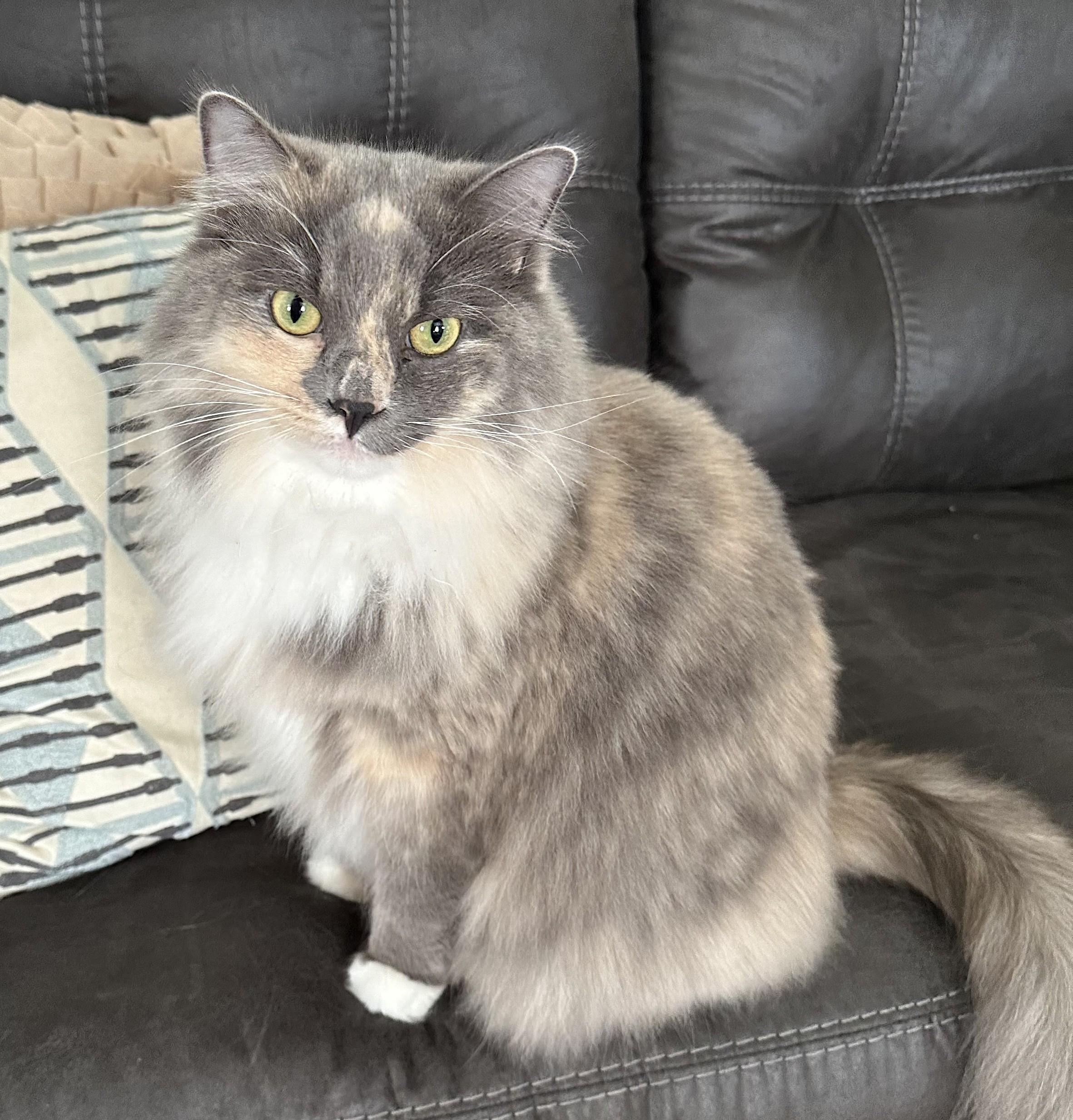 Jade, adopted, Adult Female Domestic Medium Hair.