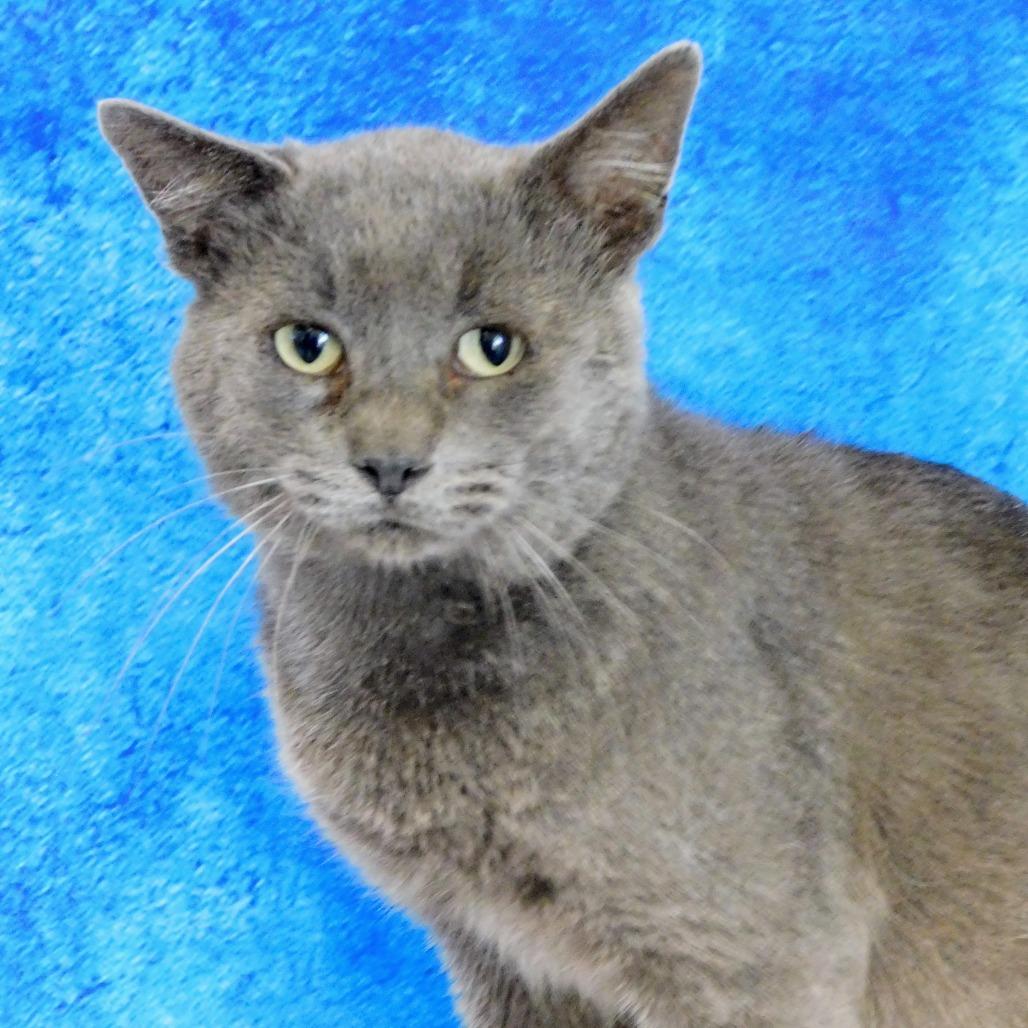 Smokey, Adoptable, Adult Male Domestic Short Hair.