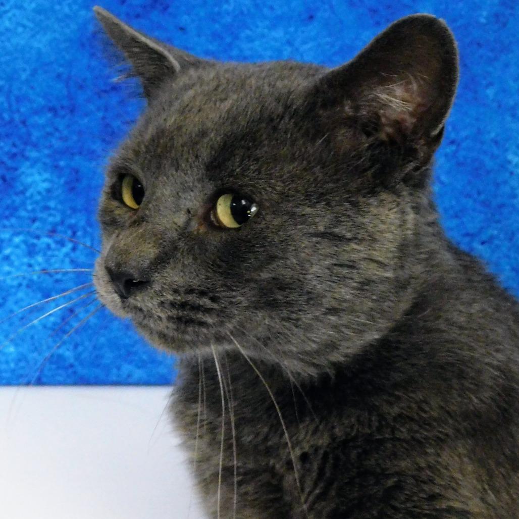 Enlarge Smokey, a Adoptable Domestic Short Hair in Peoria, IL image 4/4
