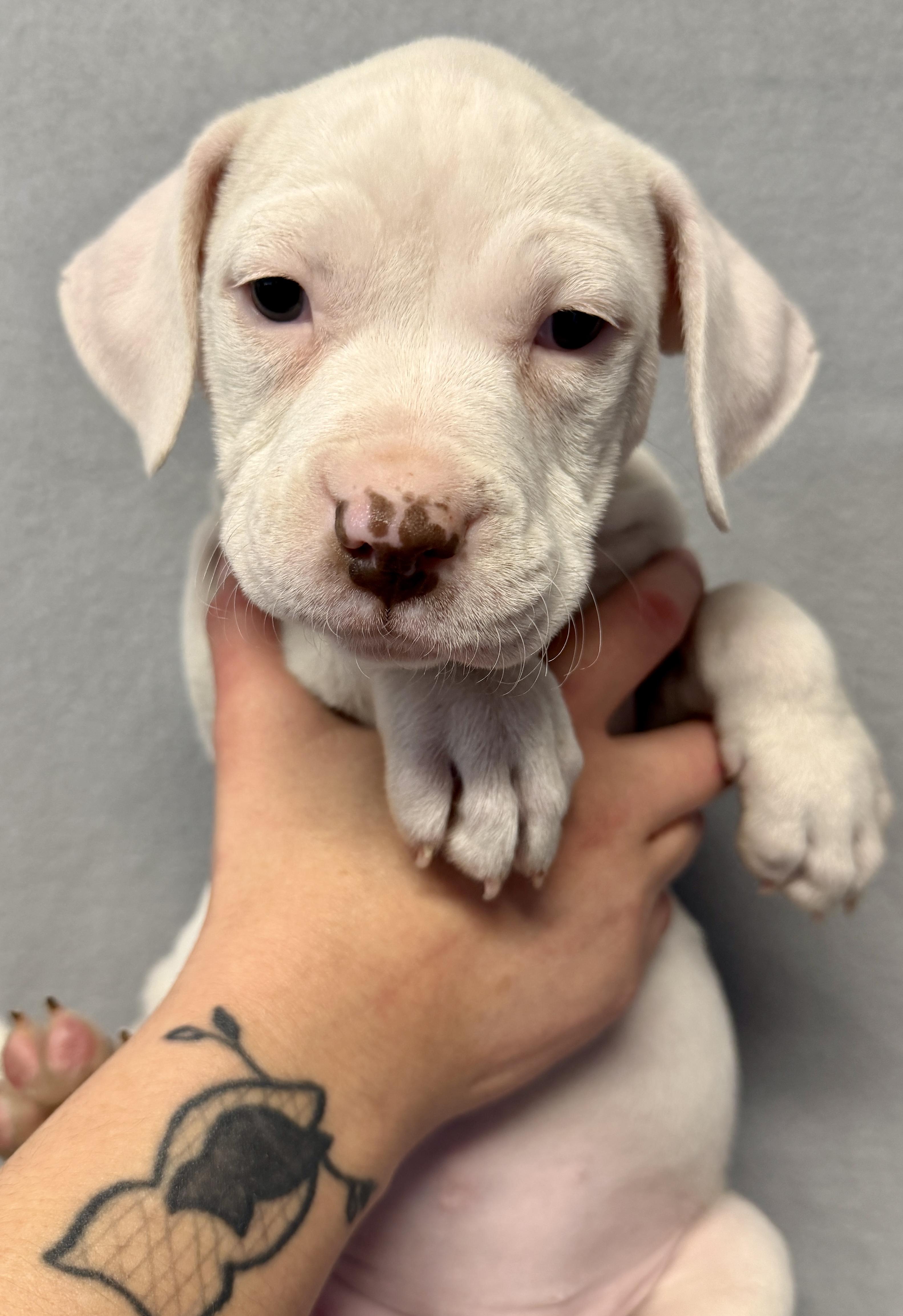 Eliza Hamilton, an adopted mixed breed in Des Moines, IA image 2/3