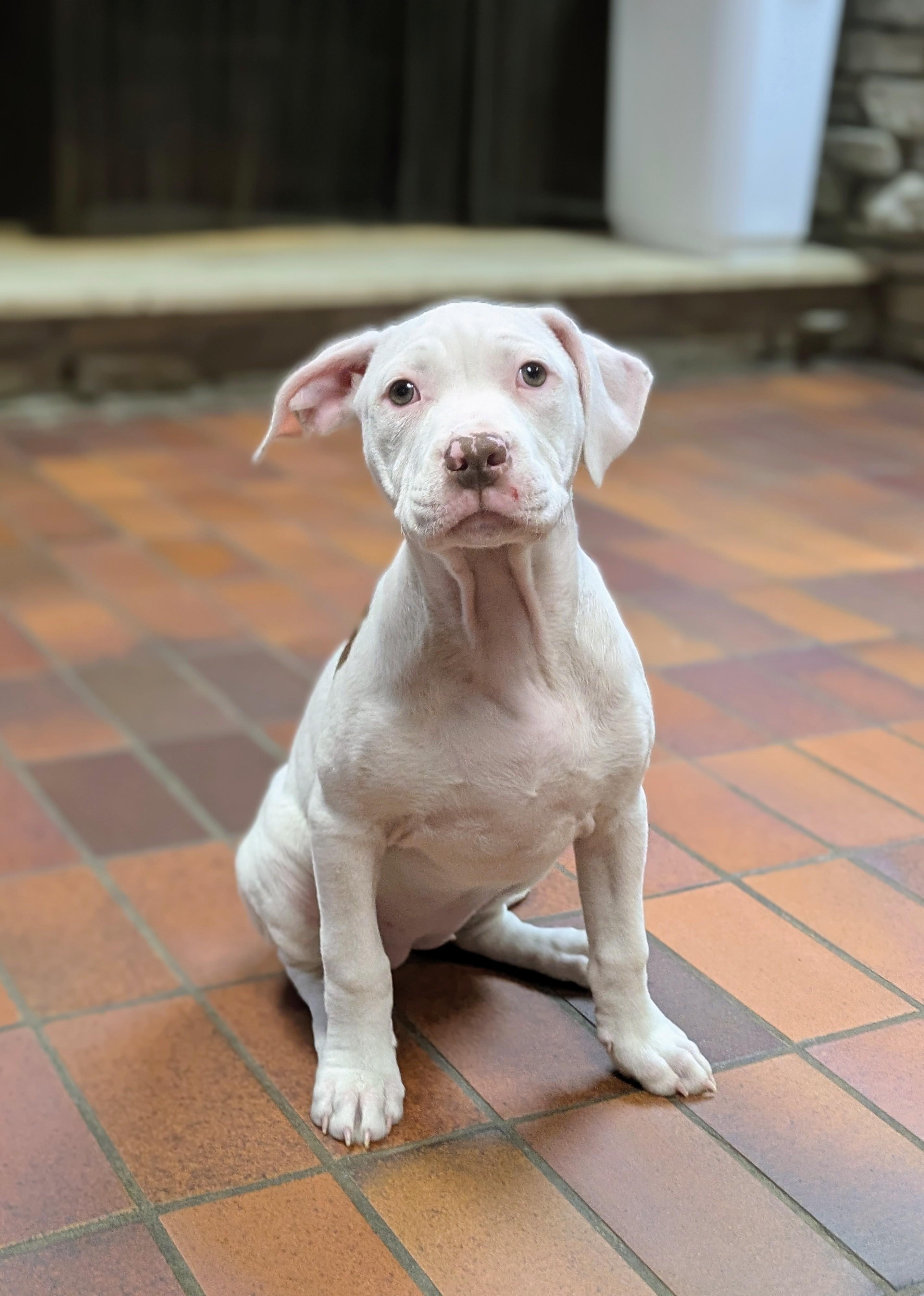 Eliza Hamilton, an adopted mixed breed in Des Moines, IA image 1/3