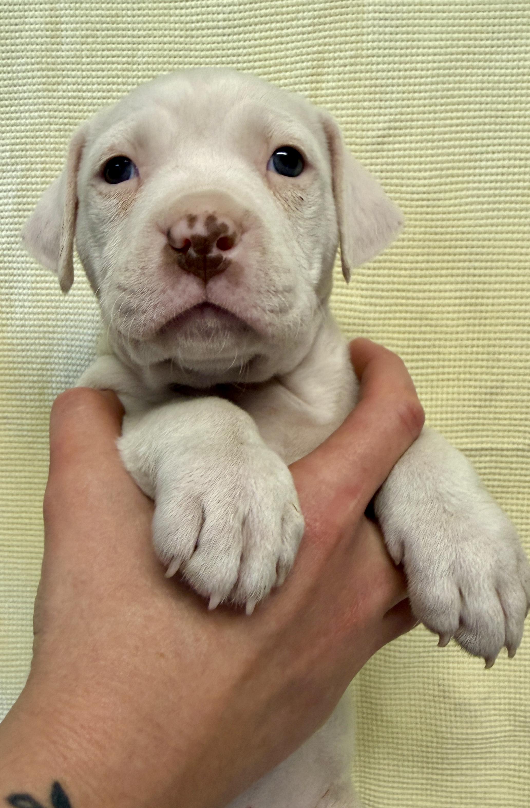 Eliza Hamilton, an adopted mixed breed in Des Moines, IA image 3/3