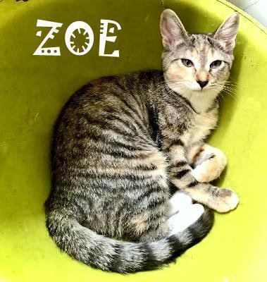 Enlarge ZOE, a Adopted Domestic Short Hair in Mooresville, NC image 1/6