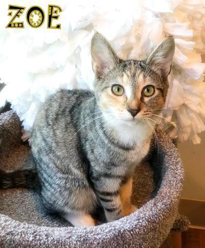 Enlarge ZOE, a Adopted Domestic Short Hair in Mooresville, NC image 2/6