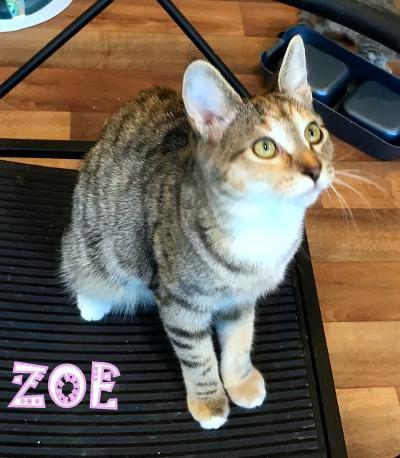 Enlarge ZOE, a Adopted Domestic Short Hair in Mooresville, NC image 3/6