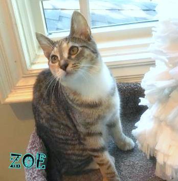 Enlarge ZOE, a Adopted Domestic Short Hair in Mooresville, NC image 5/6