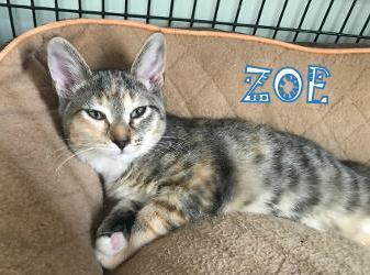 Enlarge ZOE, a Adopted Domestic Short Hair in Mooresville, NC image 6/6