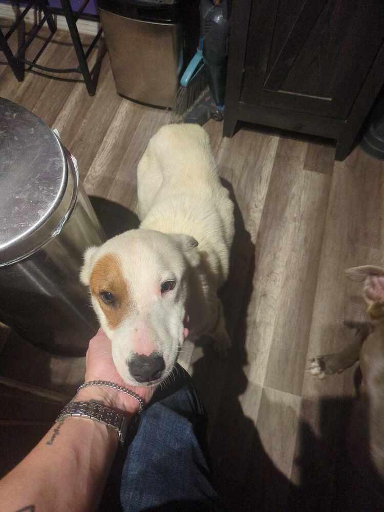 Enlarge Spotty K, a Adoptable mixed breed in Moncton, NB image 1/5