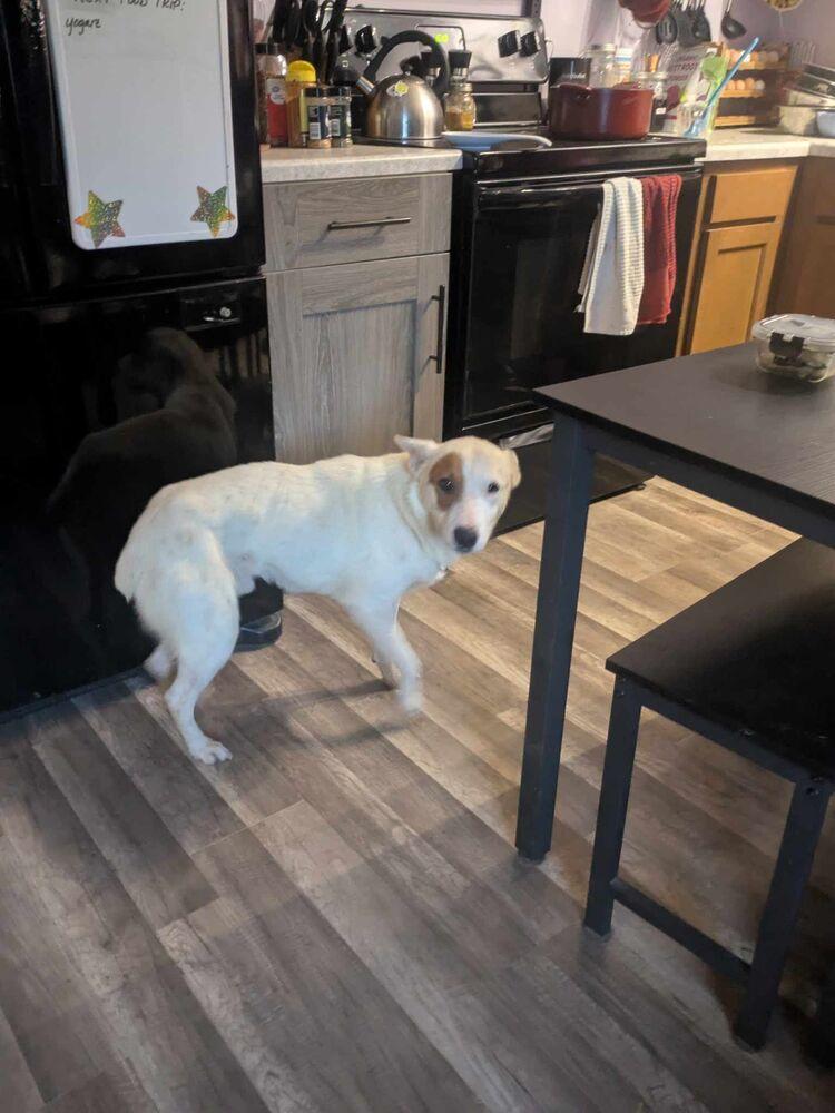 Enlarge Spotty K, a Adoptable mixed breed in Moncton, NB image 2/5