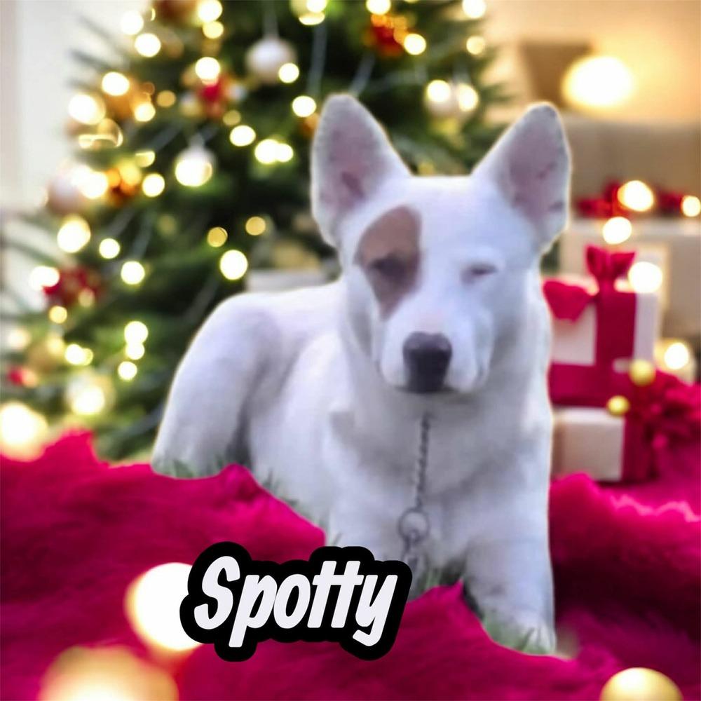 Enlarge Spotty K, a Adoptable mixed breed in Moncton, NB image 3/5