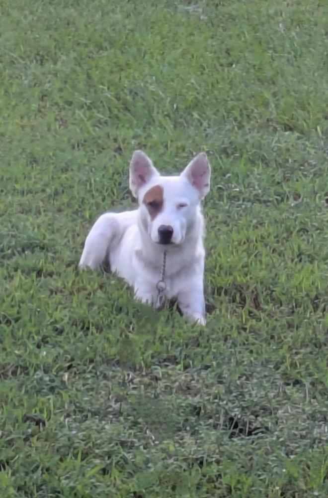 Enlarge Spotty K, a Adoptable mixed breed in Moncton, NB image 5/5