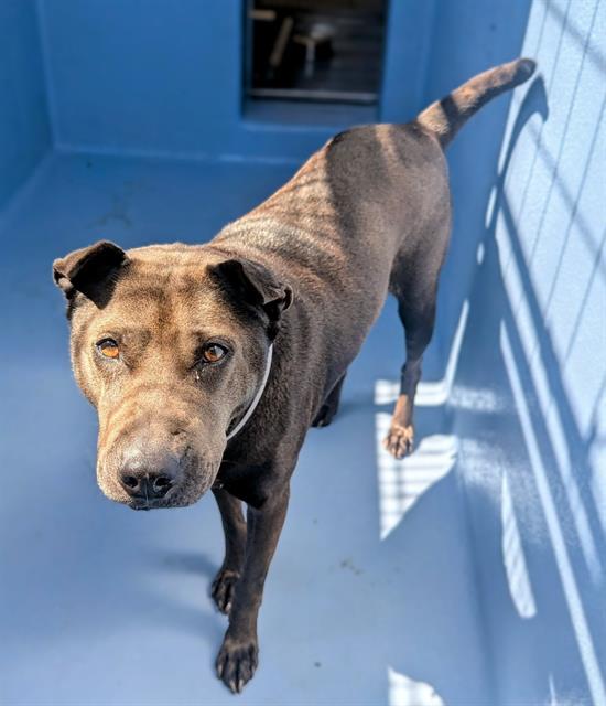 Enlarge MAZIE, a Adoptable Shar-Pei in Downey, CA image 1/1