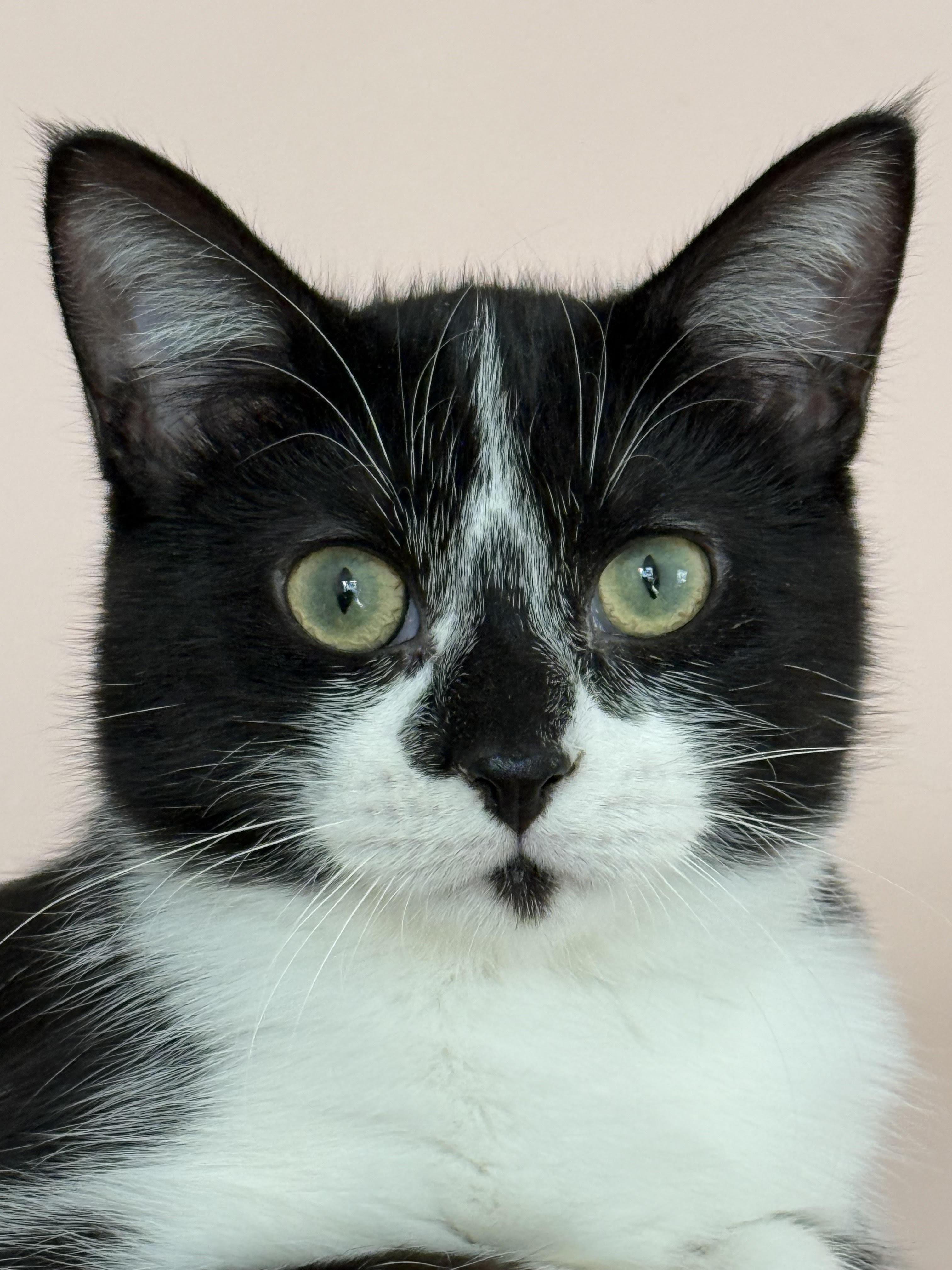 Enlarge Rosie, a Adoptable Domestic Short Hair in Joliet, IL image 1/2