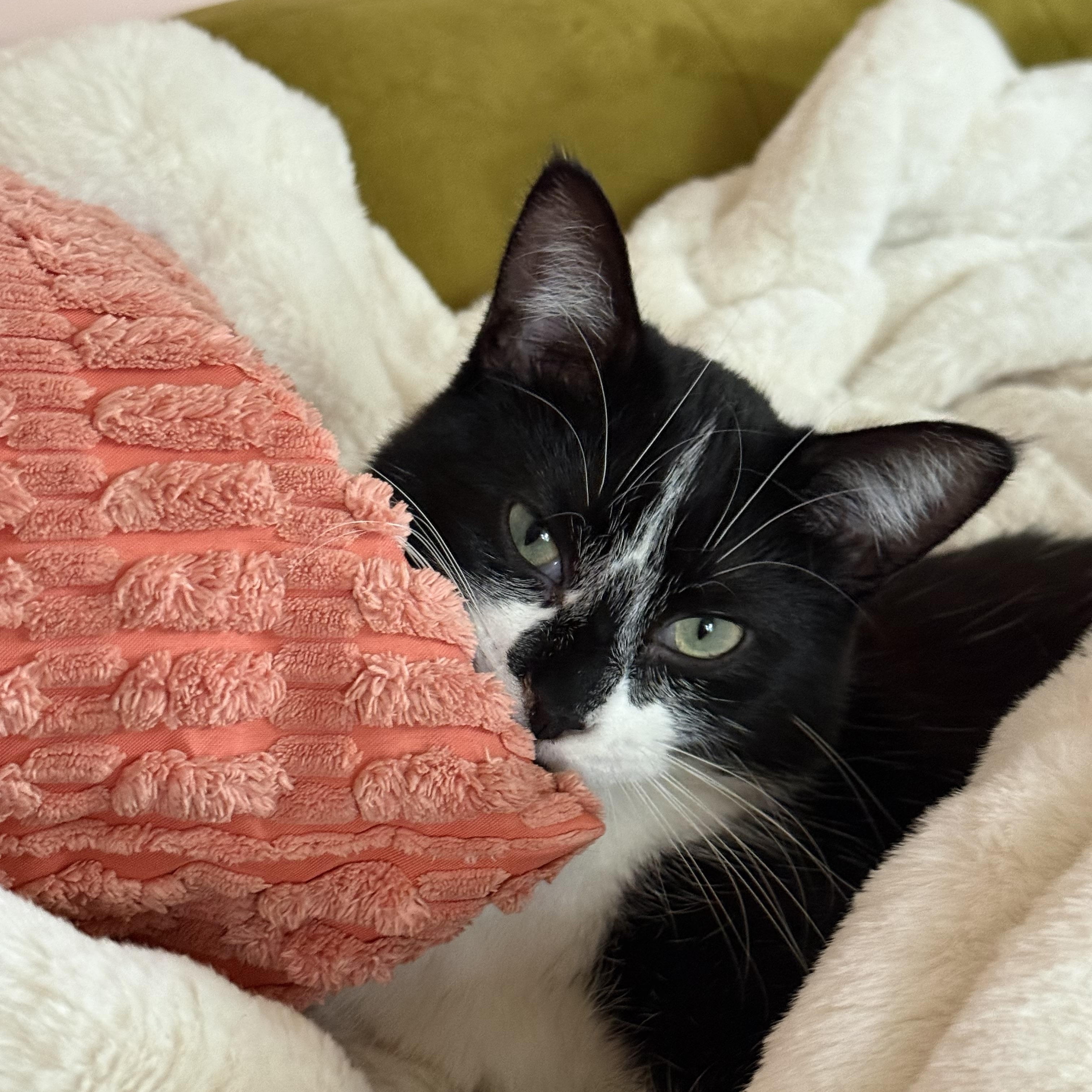 Enlarge Rosie, a Adoptable Domestic Short Hair in Joliet, IL image 2/2