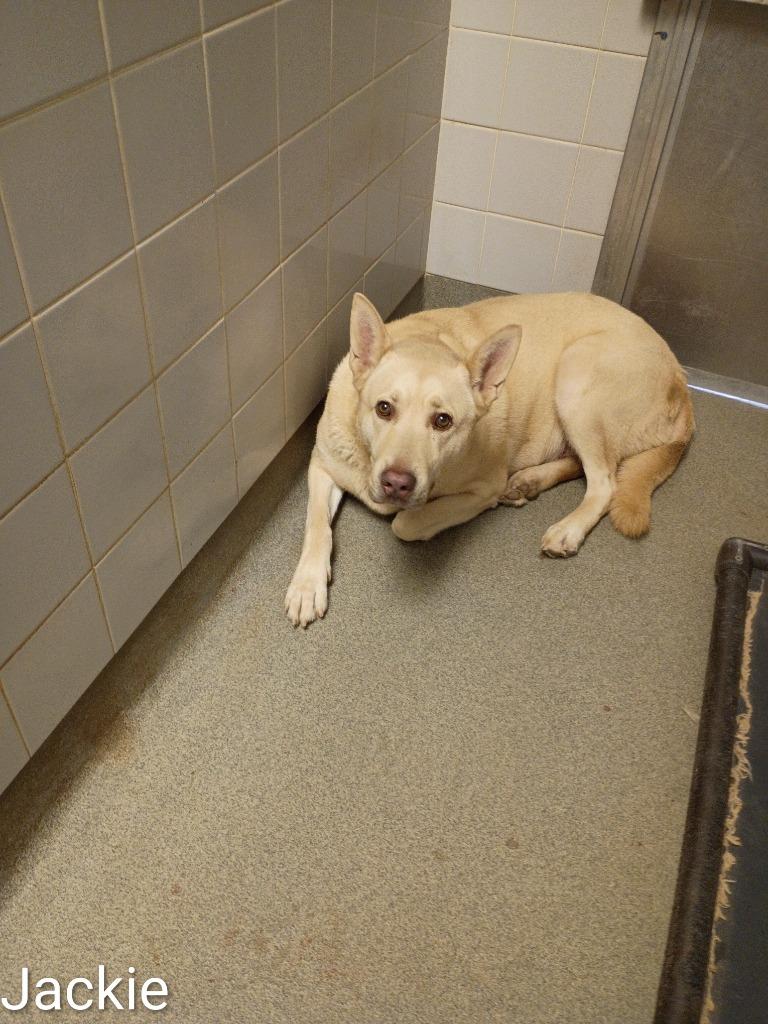 Enlarge Jackie, a Adoptable mixed breed in Albany, GA image 2/6