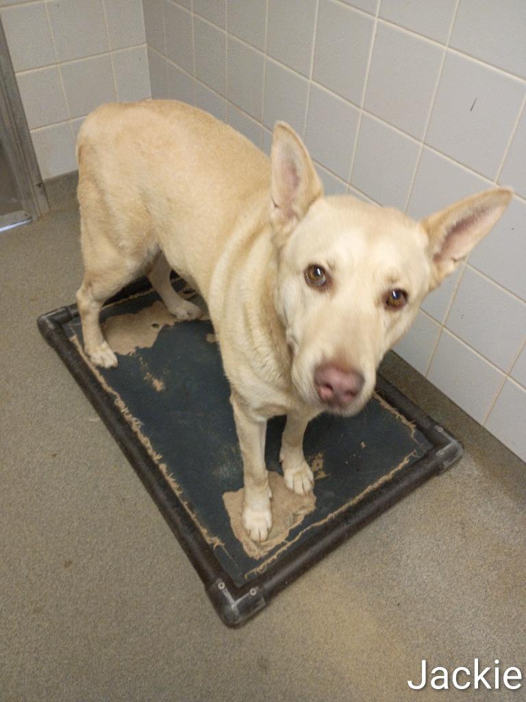 Enlarge Jackie, a Adoptable mixed breed in Albany, GA image 3/6