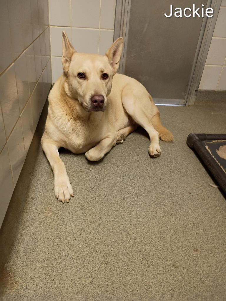 Enlarge Jackie, a Adoptable mixed breed in Albany, GA image 5/6