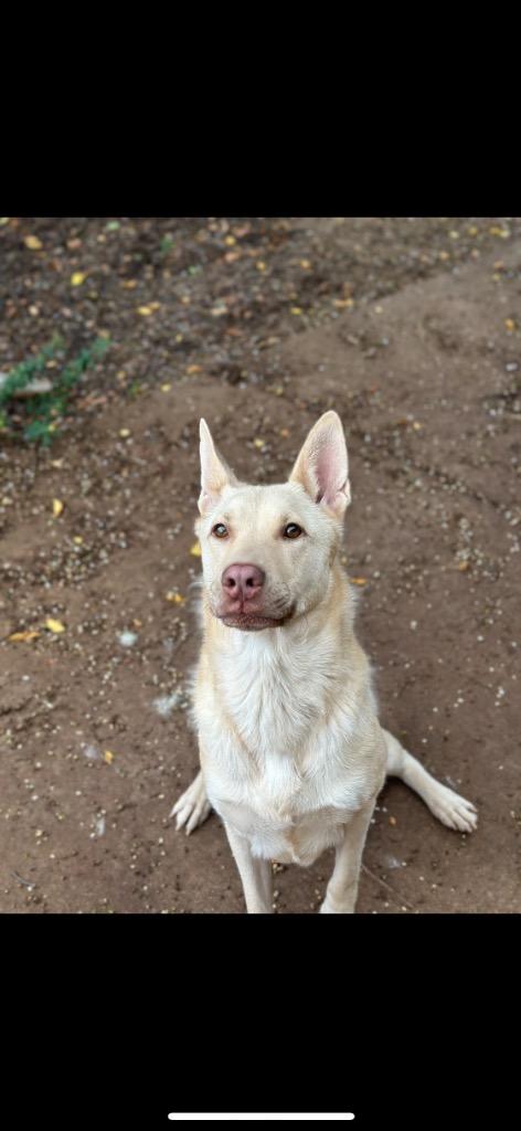 Elsie (Jackie), a Adoptable mixed breed in Albany, GA image 3/3