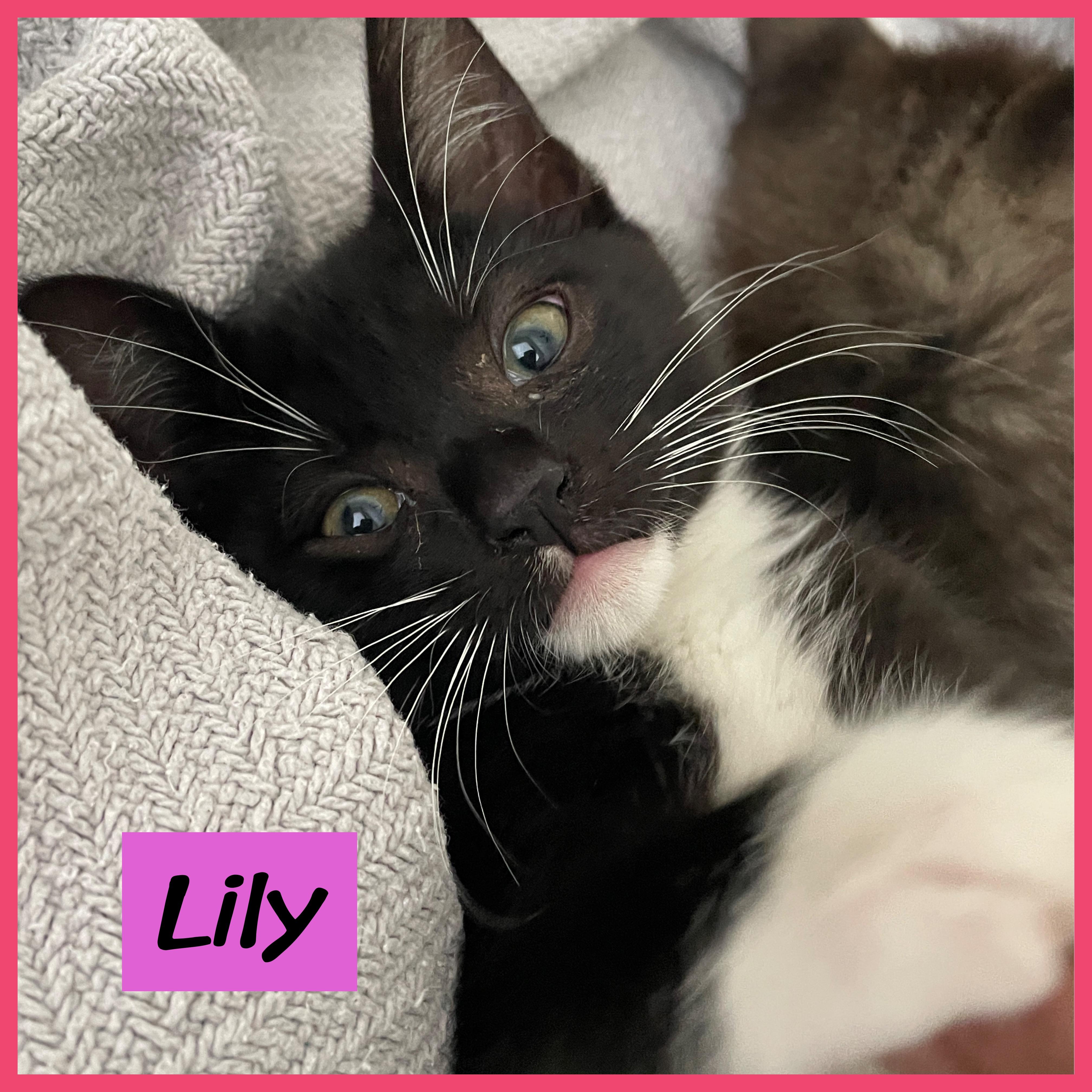 Lily, Adopted, Young Female Domestic Short Hair.