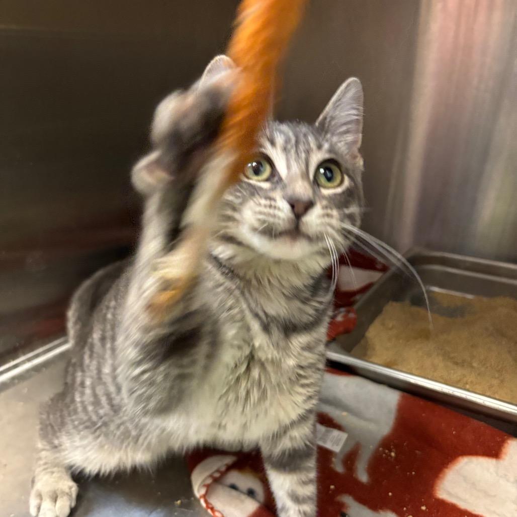 Enlarge Amethyst Meadow, a Adoptable Domestic Short Hair in Davenport, IA image 1/5