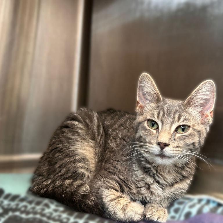 Enlarge Amethyst Meadow, a Adoptable Domestic Short Hair in Davenport, IA image 2/5