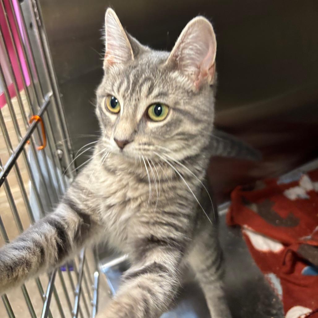 Enlarge Amethyst Meadow, a Adoptable Domestic Short Hair in Davenport, IA image 3/5