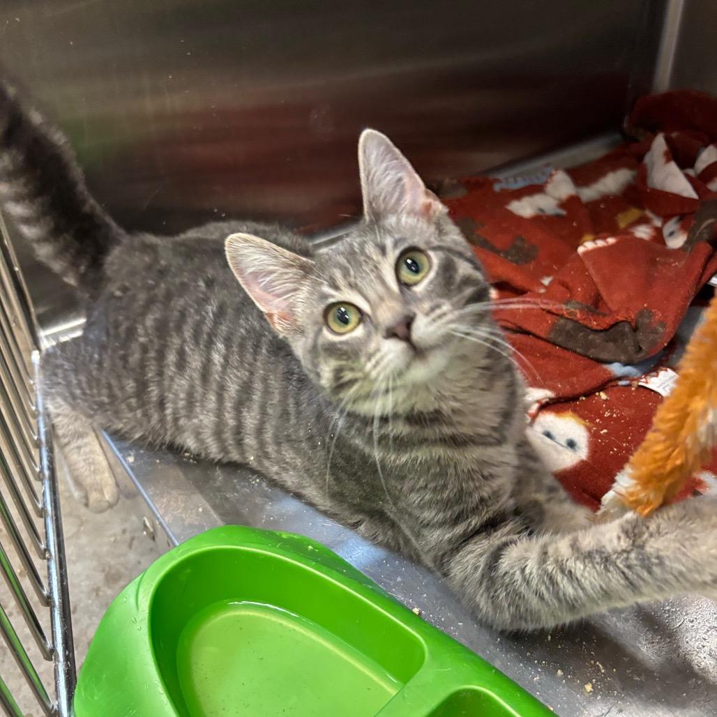 Enlarge Amethyst Meadow, a Adoptable Domestic Short Hair in Davenport, IA image 4/5