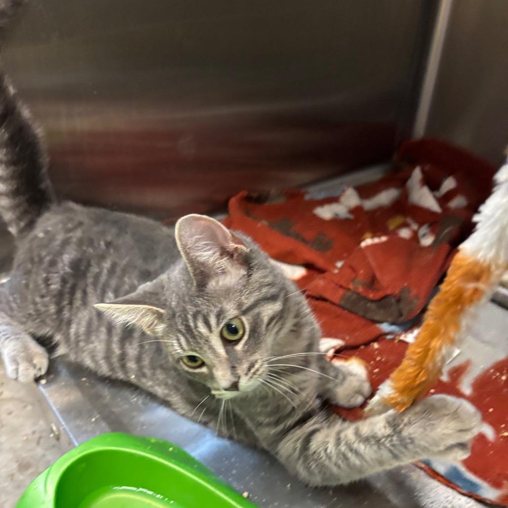 Enlarge Amethyst Meadow, a Adoptable Domestic Short Hair in Davenport, IA image 5/5