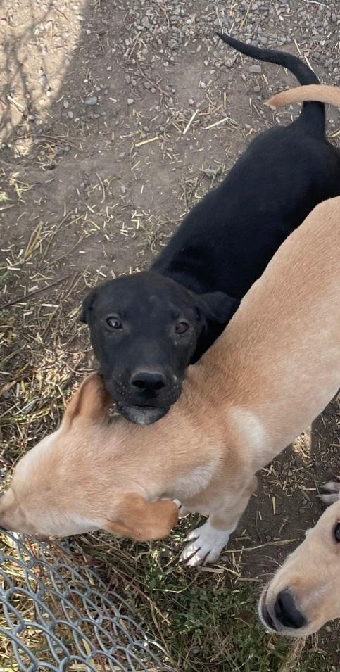 P28-Jubal, an adoptable Mixed Breed in Billings, MT, 59101 | Photo Image 1