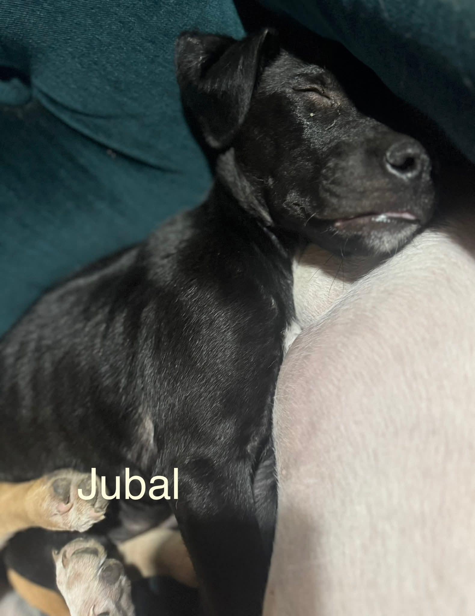 P28-Jubal, an adoptable Mixed Breed in Billings, MT, 59101 | Photo Image 2