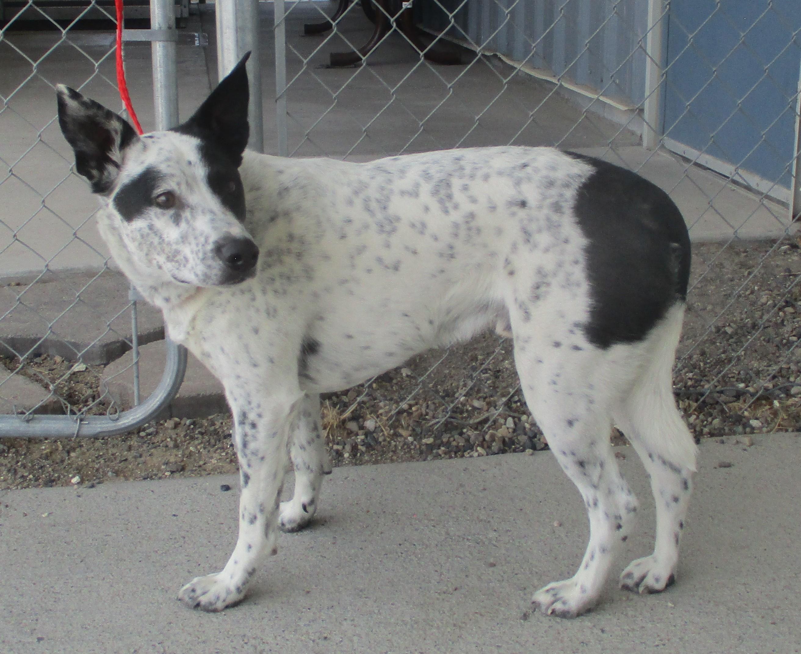 47852129- Rango, Adoptable, Adult Male Cattle Dog.